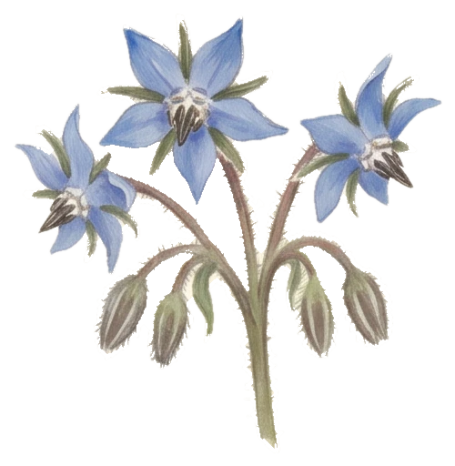 Un accent détouré : une tige de bourrache aux fleurs étoilées bleu pâle, sur fond transparent.
